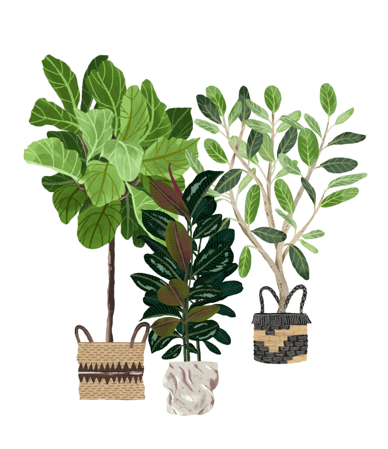 Fiddle Leaf Fig Plant Care Guide